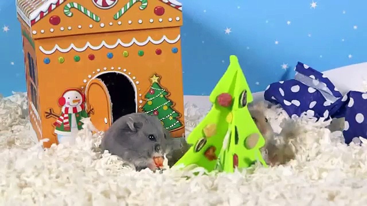 ТОП 5 лучшие видео с хомяком. Рождественский хомяк. Новый год 2016