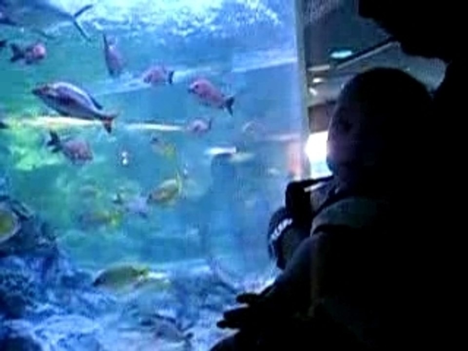 aquarium