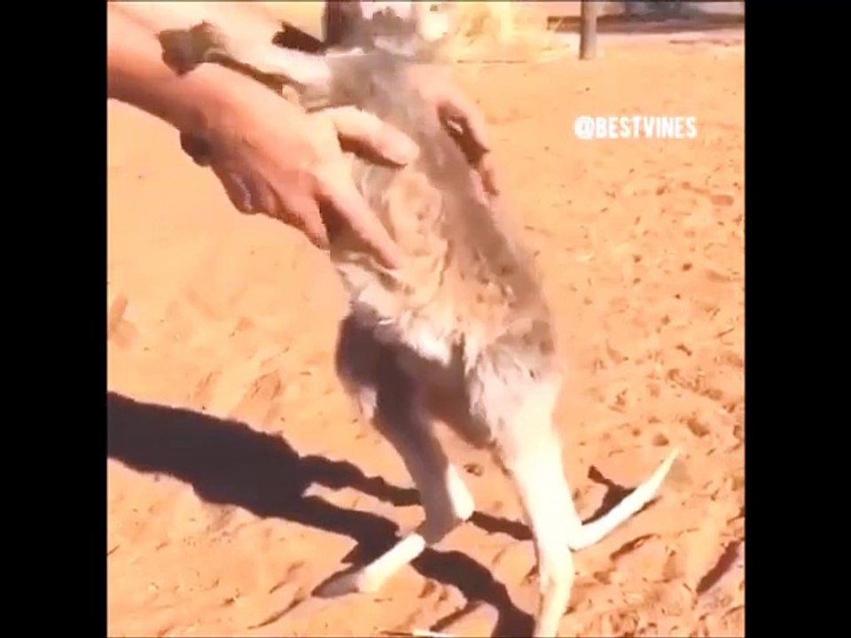 Cutest hug ever by a Baby Kangaroo !! So Amazing
