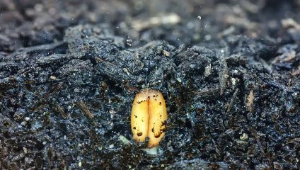 Topsoil seed germination