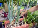 Meet the Apartment Gardener! How to Grow Plants & Trees for Food in an Apartment