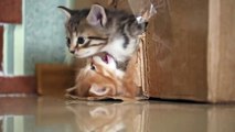 Two cats, one box