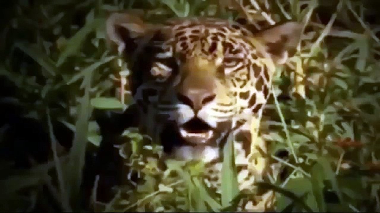 Leopard VS Crocodile 2015