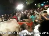 Beautiful White And Black Bulls In Cow Mandi Of Lahore Pakistan