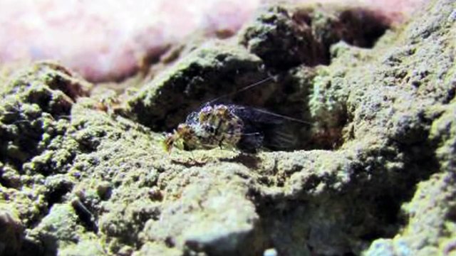 Sex-Reversed Cave Bugs Have Spiny Female Penises - Epic Science #93