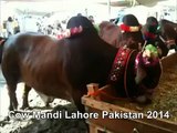 Red Bulls For Qurbani In Cow Mandi Lahore Pakistan