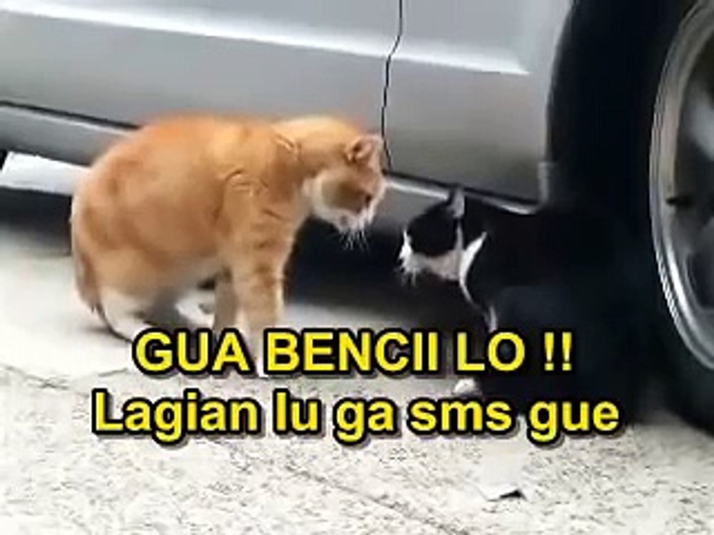 Foto Kucing Lucu Banget Bikin Ngakak Majalah Cat Dog