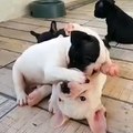 Puppies are playing