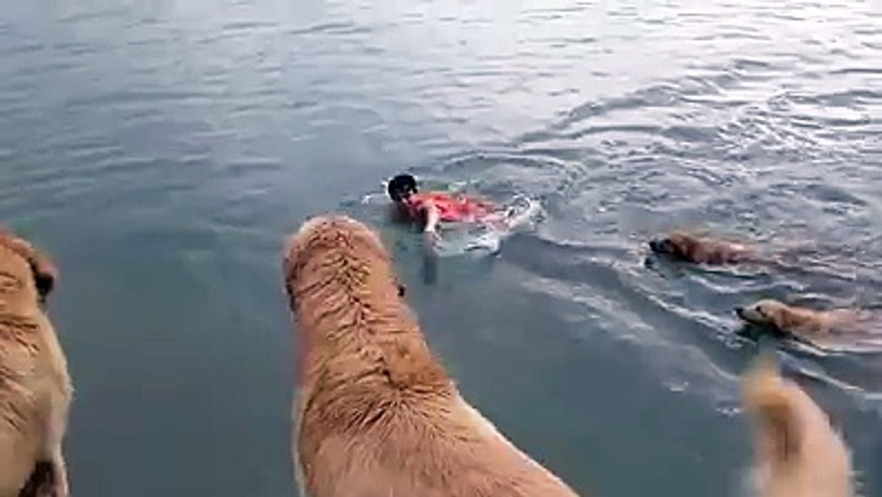Swimming with dogs