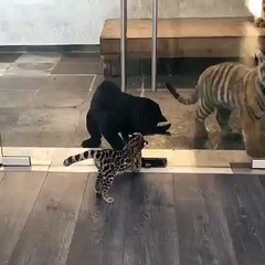Wild cats plays together