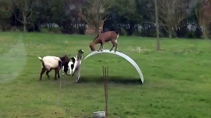 Козы отрываются на пружине