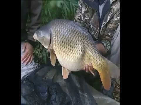 Record Breaking Fish: Carp, Chub, Rainbow Trout Bass Largemouth (Part 1/2)