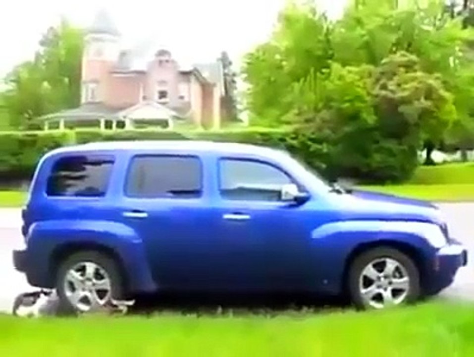 Deer fights cat and dog! Gangsta