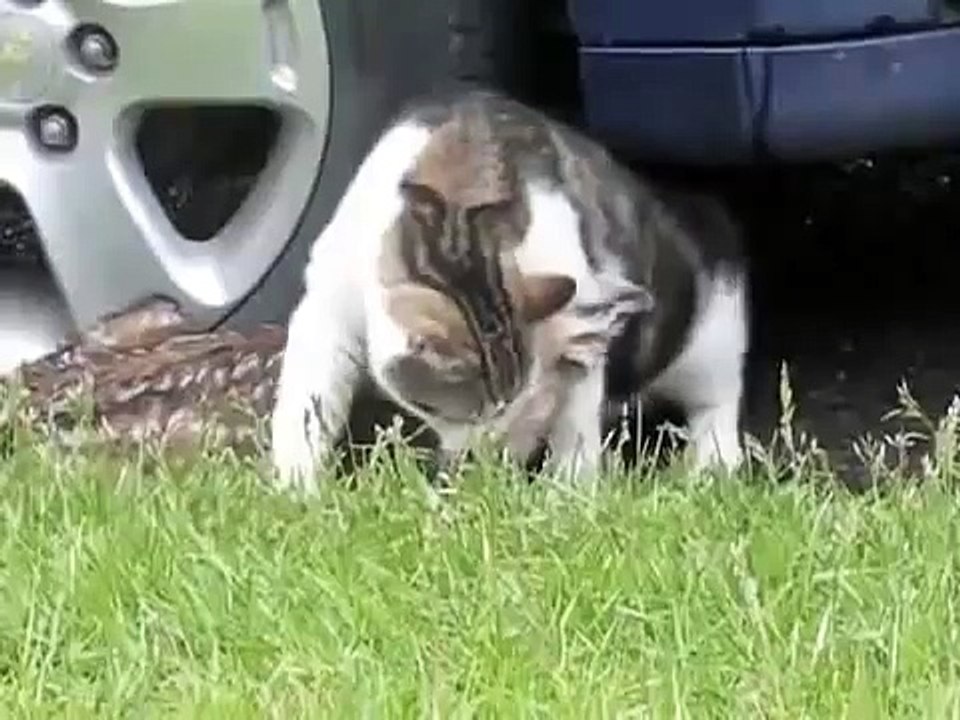 Deer Vs Cat and Dog Deer Mauls Dog and Cat