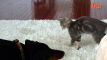 Dog Vs Cat_ Cute 'Ninja' Kitten Shows Doberman Who's Boss