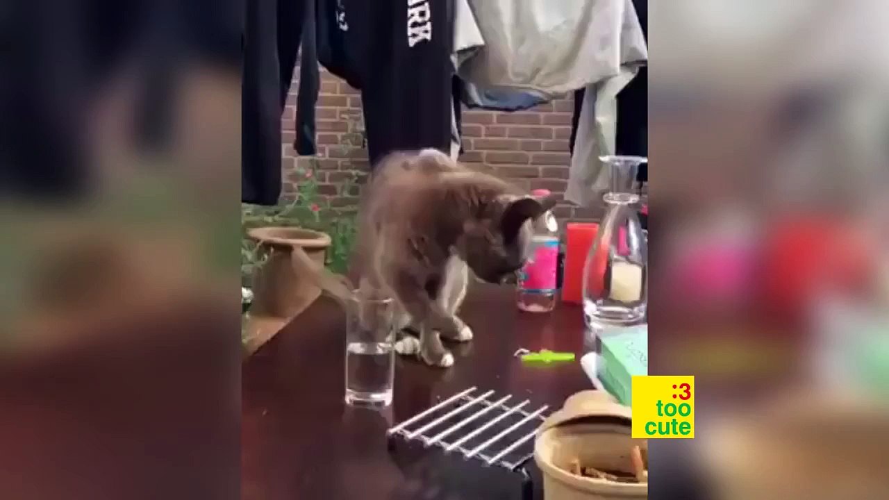 Funny Cats and Dogs compilation. Cat fails 2015
