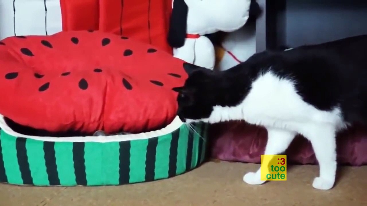 Funny Cats and Dogs compilation. November 2015
