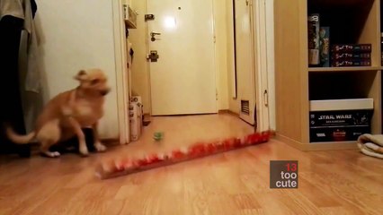 #13. Weird Too Cute compilation- funny, poor and scared pets