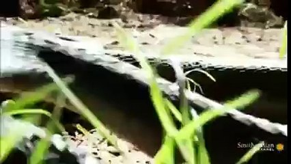 دیکھیں نیولے اور سانپ کی لڑائی۔ اللہ کی قدرت - Maulana Tariq Jameel Daroos Videos‬