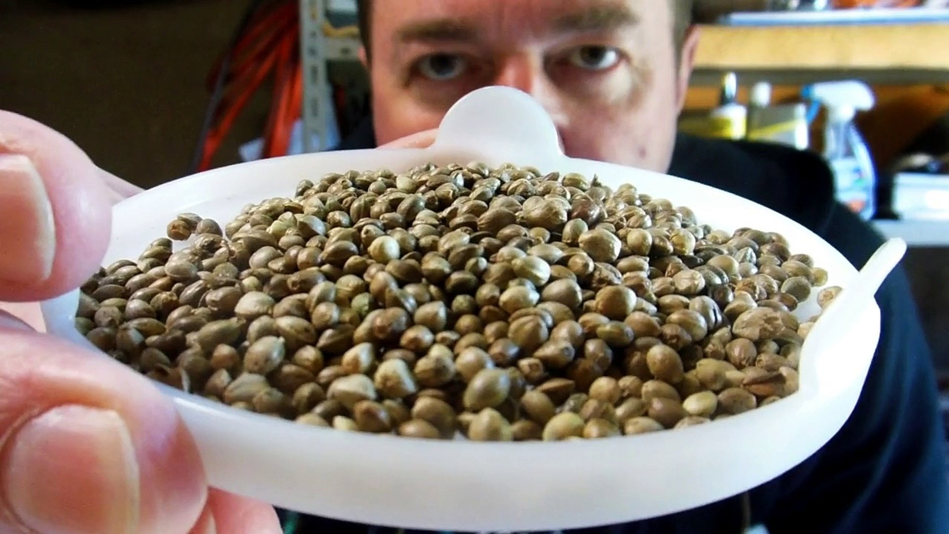 ⁣Marijuana Seeds in Japan!!