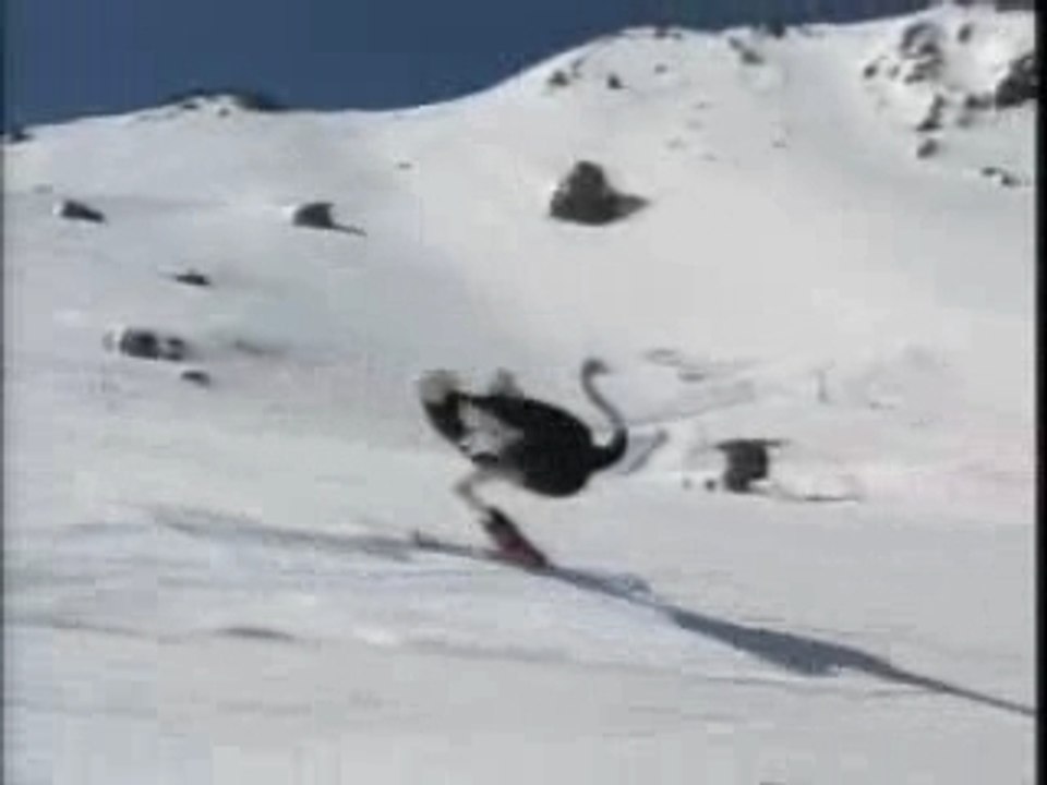 autruche ski