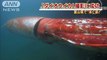 Giant squid was filmed swimming in japan near the Toyama Bay