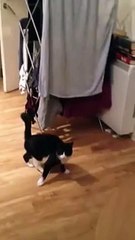Mr Bouncy Cat - The Funny Cat Walk Hop