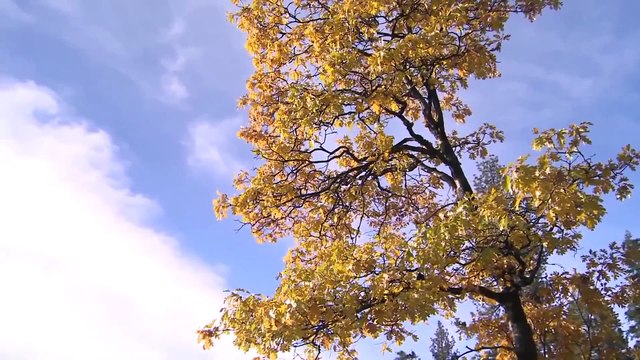 Documentary Videos_ Yosemite National Park, Nature Documentary Videos, Yosemite Waterfalls Videos