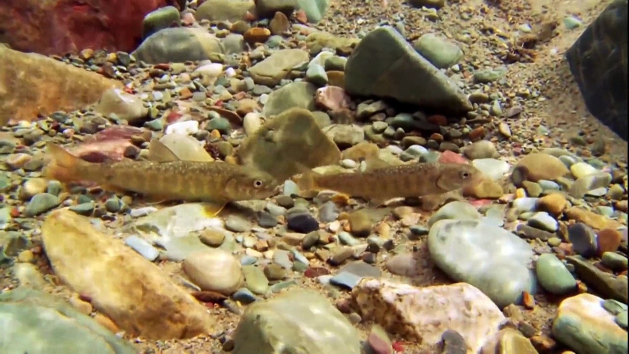 Glacier National Park - MONTANA - Travel Documentary HD