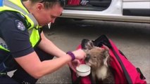 Koala gets saved from Australian bushfire