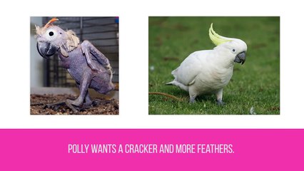 10 Cute Animals That Are Ugly Hairless