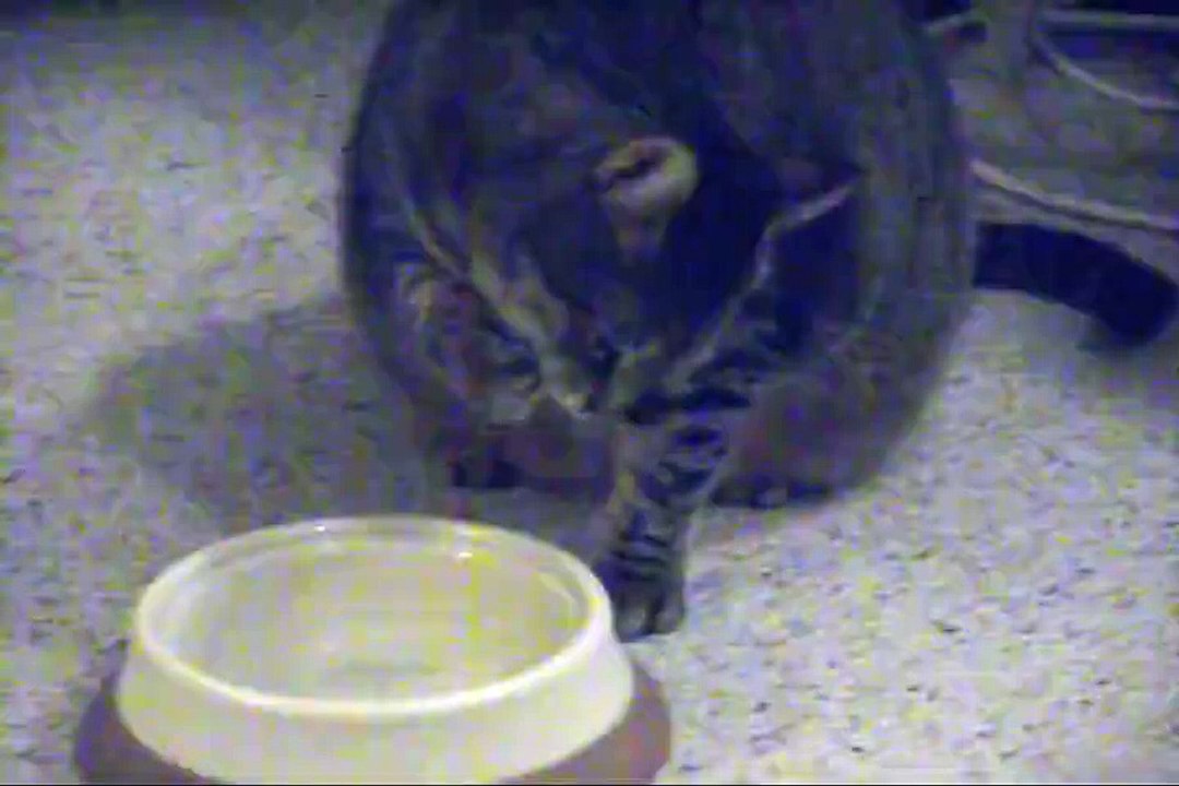 Cat drinking with paw