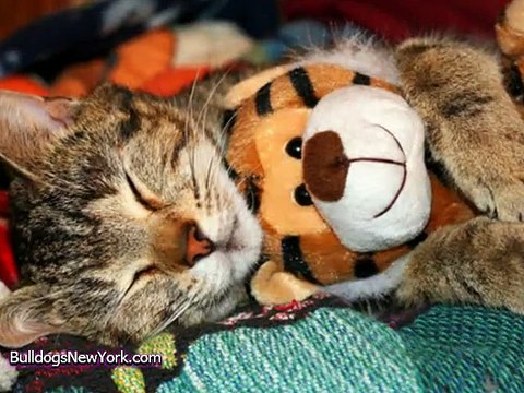 Animals and their Identical Stuffed Animals