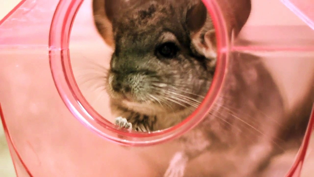 Chinchilla, first bath