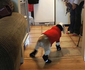 Grown Dog Makes Fool of Herself