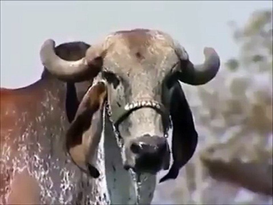 amaizing cow - you never seen before