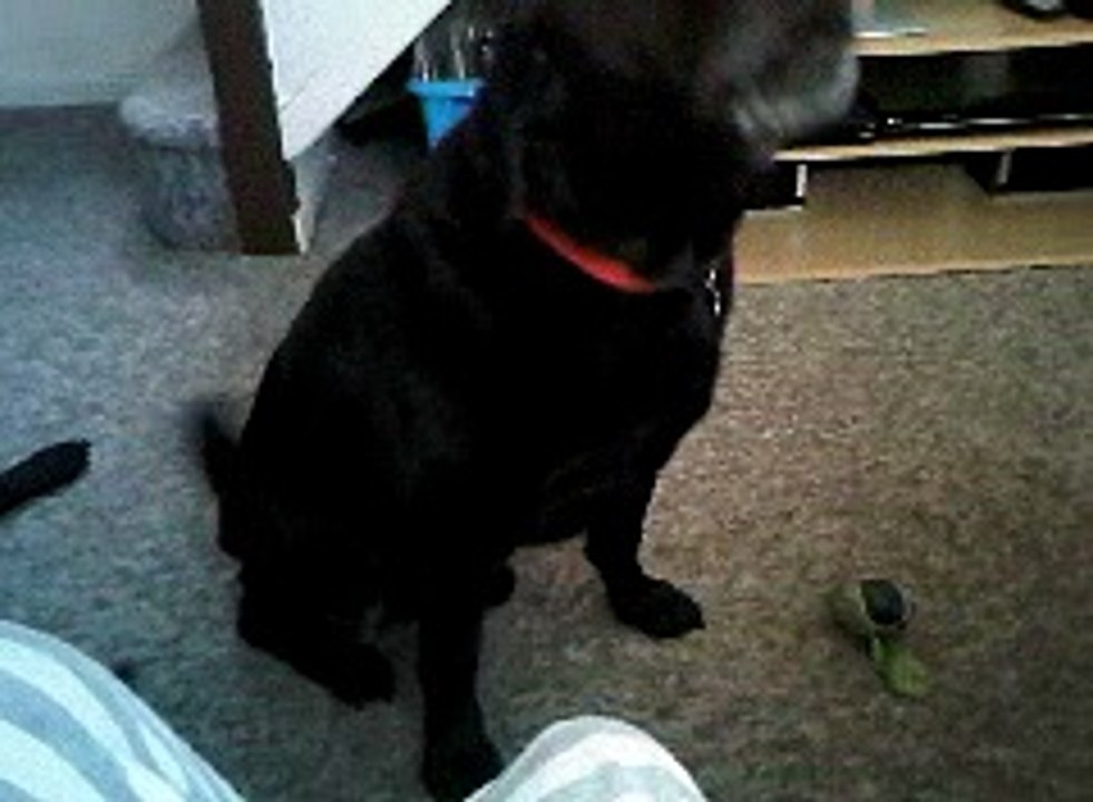 black labrador singing