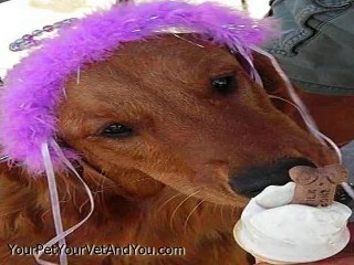 Pets Love Ice Cream Too!