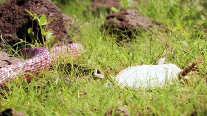 The Lizard That Plays Dead To Avoid Death By Snake