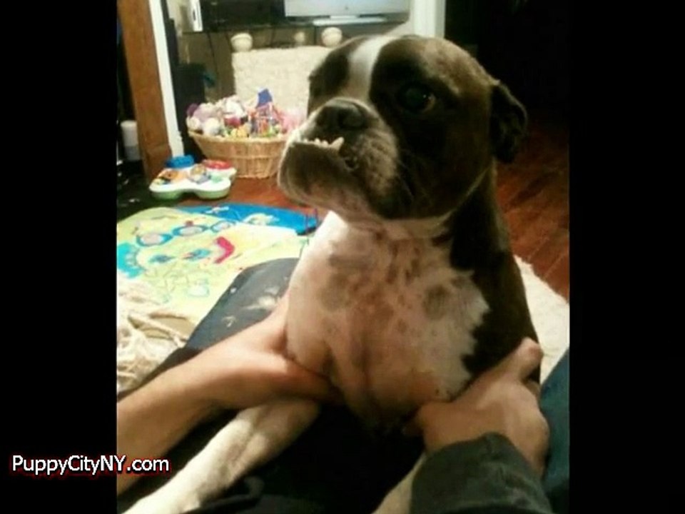 LOL Pets!