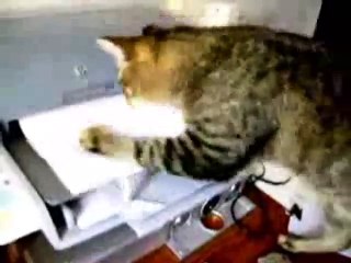Cat loves printer