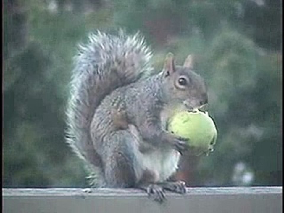 Squirrel eats an apple
