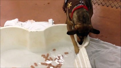 Hank bobbing for hot dogs, but is too...