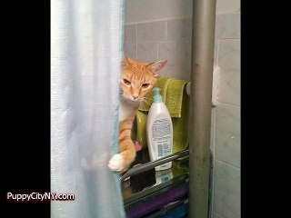 Pets Taking a Bath in the Tub!