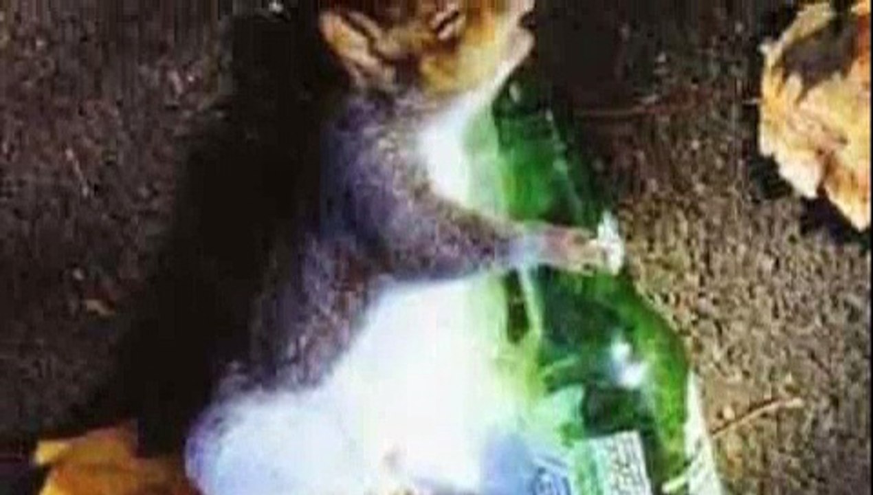 Funny Squirrels