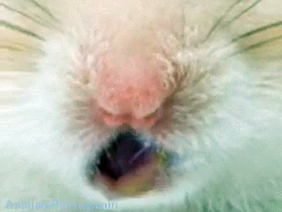 Hamsters