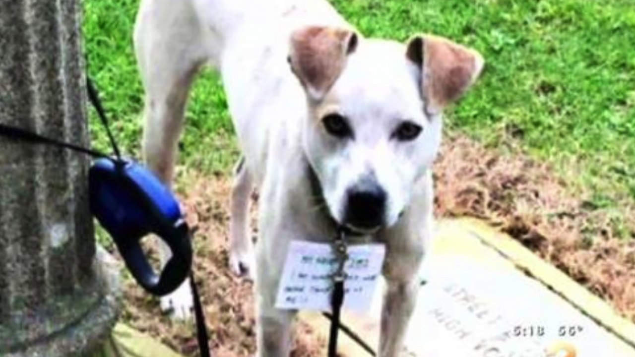 Good Samaritan Walks 3 Miles to Save Dog Tied To Pole