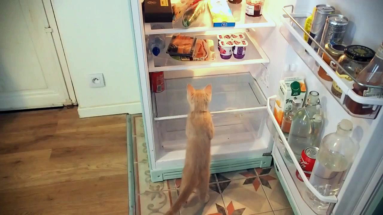 Ce que pensent les chats (Pierre Croce) #humour #animaux