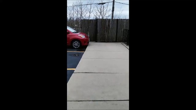 Un écureuil rate son saut... Ridicule mais tellement drôle