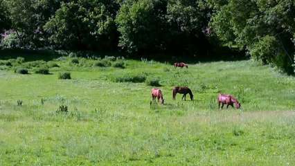 Grazing Horses